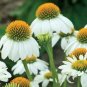 'Mozzarella' Echinacea Coneflower 100 PCS Seeds
