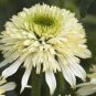 'Mozzarella' Echinacea Coneflower 100 PCS Seeds