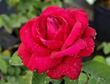 'Mu Na' Golden Red Rose Shrub Flower 50 PCS Seeds