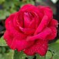 'Mu Na' Golden Red Rose Shrub Flower 50 PCS Seeds