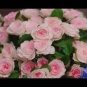 'Mu Na' Golden Red Rose Shrub Flower 50 PCS Seeds