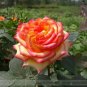'Mu Na' Golden Red Rose Shrub Flower 50 PCS Seeds