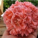 'Noel Gordon' Geranium 10 PCS Seeds 'Noel Gordon' Geranium 10 PCS Seeds
