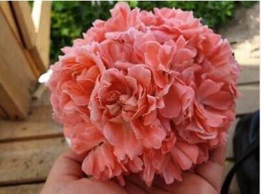 'Noel Gordon' Geranium 10 PCS Seeds