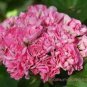 'Noel Gordon' Geranium 10 PCS Seeds