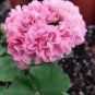 'Noel Gordon' Geranium 10 PCS Seeds