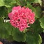 'Noel Gordon' Geranium 10 PCS Seeds