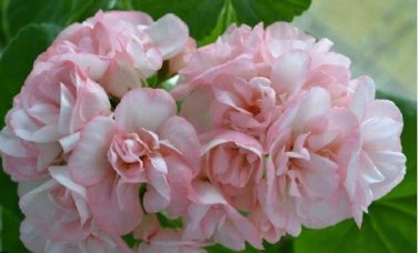 'Odensjo Ljus och Varme' Geranium White Light Orange Flowers 10 PCS Seeds