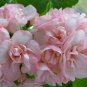 'Odensjo Ljus och Varme' Geranium White Light Orange Flowers 10 PCS Seeds