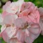 'Odensjo Ljus och Varme' Geranium White Light Orange Flowers 10 PCS Seeds