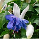'Old Shoes or roof Tiles ' Seeds Hardy Perennial Pot Flowers Blue White 100 PCS Seeds