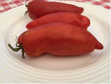 'Opalka' Organic Polish Heirloom Tomato 100 PCS Seeds