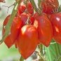 'Opalka' Organic Polish Heirloom Tomato 100 PCS Seeds