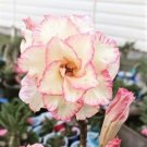 'Orange Daffodils' Adenium Desert Rose 2 PCS Seeds