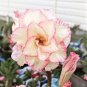 'Orange Daffodils' Adenium Desert Rose 2 PCS Seeds
