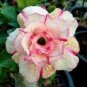 'Orange Daffodils' Adenium Desert Rose 2 PCS Seeds
