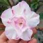 'Orange Daffodils' Adenium Desert Rose 2 PCS Seeds