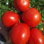'Ox Horn' Rare Tomato 400 PCS Seeds