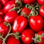 'Ox Horn' Rare Tomato 400 PCS Seeds