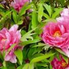 'Paeonia suffruticosa Andr' Tree Peony Bonsai 10 PCS Seeds