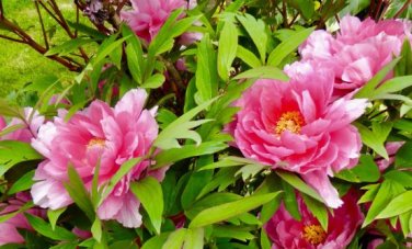'Paeonia suffruticosa Andr' Tree Peony Bonsai 10 PCS Seeds