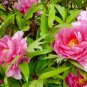 'Paeonia suffruticosa Andr' Tree Peony Bonsai 10 PCS Seeds
