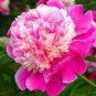 'Paeonia suffruticosa Andr' Tree Peony Bonsai 10 PCS Seeds