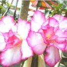 'Peach Crispy Noodles' Adenium Desert Rose 2 PCS Seeds