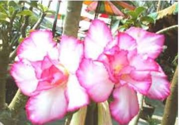 'Peach Crispy Noodles' Adenium Desert Rose 2 PCS Seeds