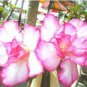 'Peach Crispy Noodles' Adenium Desert Rose 2 PCS Seeds