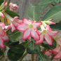 'Peach Crispy Noodles' Adenium Desert Rose 2 PCS Seeds