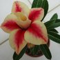 'Peach Crispy Noodles' Adenium Desert Rose 2 PCS Seeds
