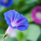 'Phoebe' White Blue Stripes Morning Glory Climbing Flowers 20 PCS Seeds