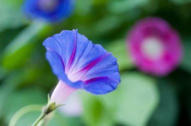'Phoebe' White Blue Stripes Morning Glory Climbing Flowers 20 PCS Seeds