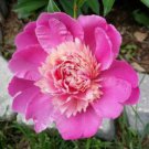 'Phoenix Feather' Red White Peony Shrub 5 PCS Seeds 'Phoenix Feather' Red White Peony Shrub 5 PCS Seeds