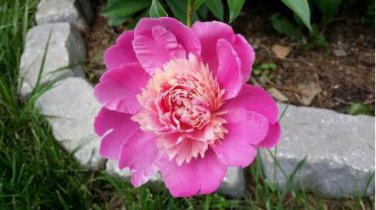 'Phoenix Feather' Red White Peony Shrub 5 PCS Seeds