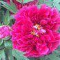 'Phoenix Feather' Red White Peony Shrub 5 PCS Seeds