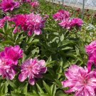 'Phoenix Fire' Purple Peony 5 PCS Seeds