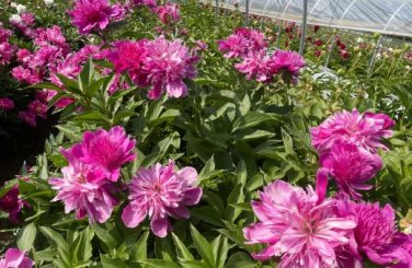 'Phoenix Fire' Purple Peony 5 PCS Seeds
