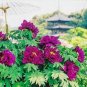 'Phoenix Fire' Purple Peony 5 PCS Seeds