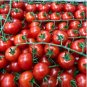 'Piccolo Cherry' Tomato 100 PCS Seeds