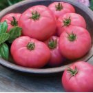 'Pink Girl' Big Bunches of Tomato 100 PCS Seeds