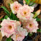 'Pink Lover' Water Pink White Desert Rose Adenium with rose pink edge 2 PCS Seeds