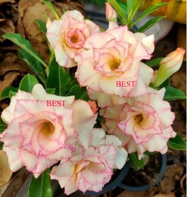 'Pink Lover' Water Pink White Desert Rose Adenium with rose pink edge 2 PCS Seeds