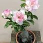 'Pink Lover' Water Pink White Desert Rose Adenium with rose pink edge 2 PCS Seeds