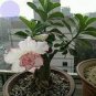 'Pink Lover' Water Pink White Desert Rose Adenium with rose pink edge 2 PCS Seeds