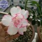 'Pink Lover' Water Pink White Desert Rose Adenium with rose pink edge 2 PCS Seeds