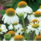 'Pow Wow' White Echinacea Coneflower 100 PCS Seeds
