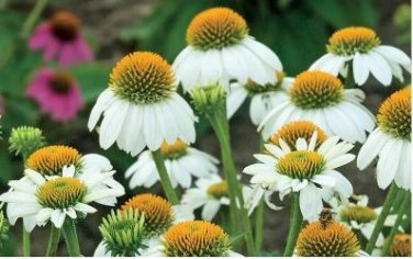 'Pow Wow' White Echinacea Coneflower 100 PCS Seeds