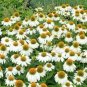 'Pow Wow' White Echinacea Coneflower 100 PCS Seeds